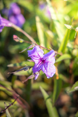 The background image of the colorful flowers