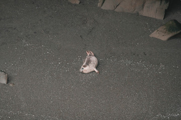 La Lobera. Tourist attraction near El Rosario. Site in the form of a crater. Seals and sea lions arriving to rest and sunbathe. Baja California. Mexico.