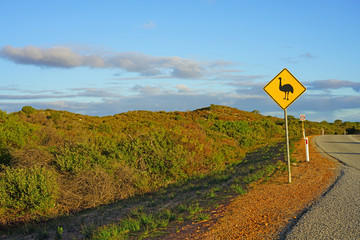 Yellow road sign signaling danger about Emus crossing in Australia