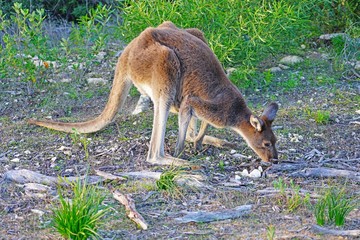 Naklejka na ściany i meble Wild kangaroo on the side of the road in Western Australia
