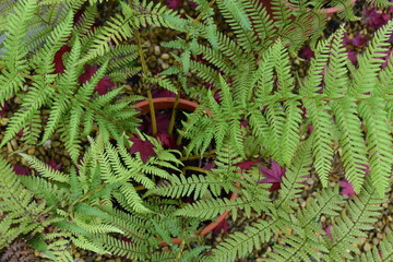 Foliage plants add softness and movement to shadier areas of the garden. They vary in shapes and sizes such as tree, royal, lady, lower growing fern. Fern is vascular plant that reproduces via spores 