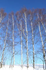 Fototapeta premium 白樺林 