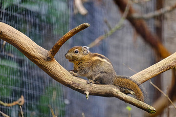 Swinhoe's squirrel