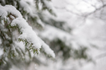 Snow detail to branches of pine and trees. Winter snowy white background with green details