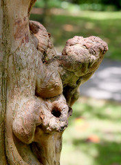 Knurls on a bare tree trunk