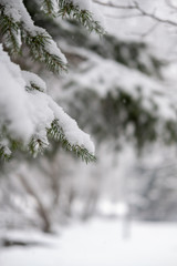 Snow detail to branches of pine and trees. Winter snowy white background with green details