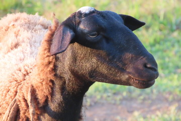 portrait of a goat