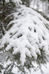 Fototapeta na wymiar Snow detail to branches of pine and trees. Winter snowy white background with green details