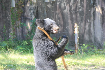 棒を持つニホンツキノワグマ