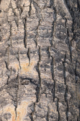 Vertical photo of brown-gray tree bark with long longitudinal lines