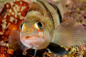 Fish closeup with big eyes