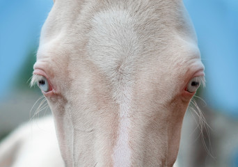 closeup of blue eyes of perlino akhal-teke foal