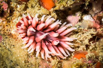 Naklejka na ściany i meble Pink little anemone