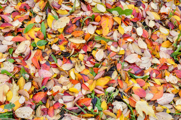 Colorful and bright background of fallen autumn leaves