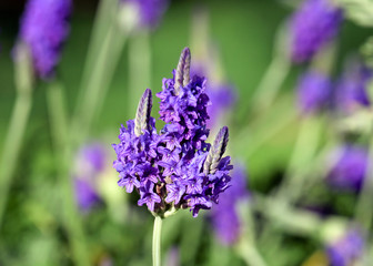 Lavender medicinal and aromatic plant (Lavender)