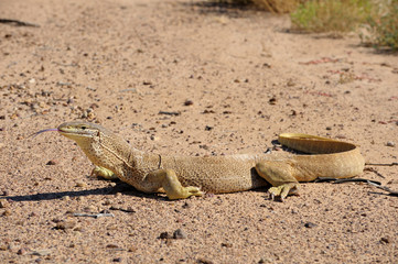 Naklejka premium Sand goanna in outback Queensland, Australia. Queensland.
