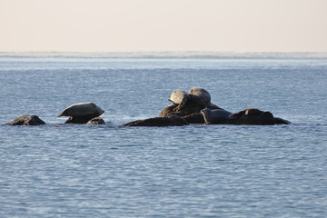 Seals (spotted seal, largha seal, Phoca largha) laying on the rock in  sea water in sunny day on ocean horizon background. Wild spotted seal sanctuary. 