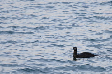 Duck swimming in calm blue sea water. Wild black diving duck in nature.