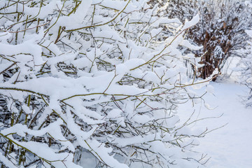 Snow covered bush branches. Fluffy snow on tree branches
