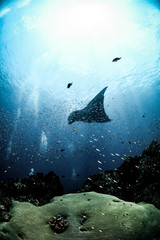 Giant Manta Ray in Koh Bon, Thailand