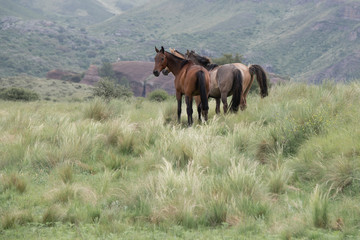 3 caballos