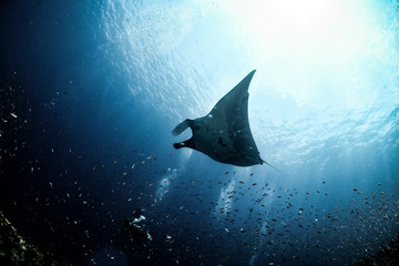 Giant Manta Ray in Koh Bon, Thailand