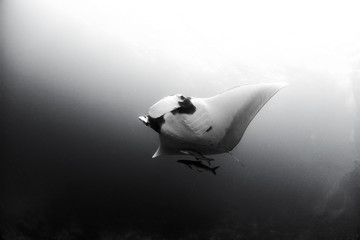 Giant manta ray in black and white