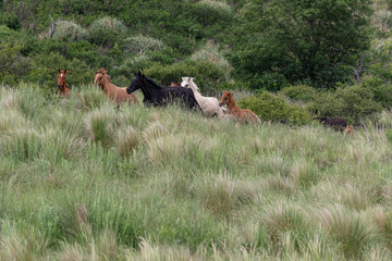 caballos con potrillo