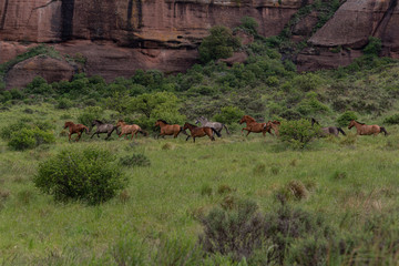 caballos corren