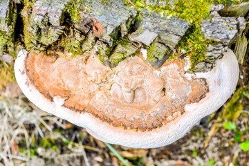 Mushroom cap growing on tree stump in grass. Autumn large fungus