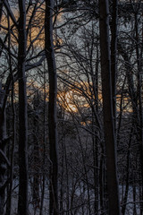 Sunset through the snowy trees