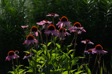 echinacea