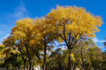 Large trees on the streets of Santa Fe show off their brilliant fall colors.