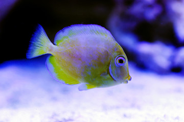 Blue juvenile  Atlantic Tang - (Acanthurus coeruleus)