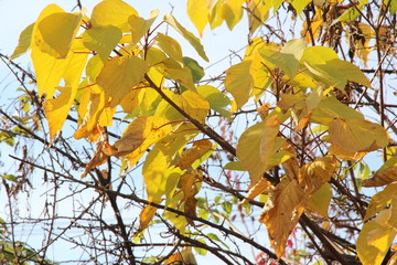 Yellow leaves in early winter against the blue sky
