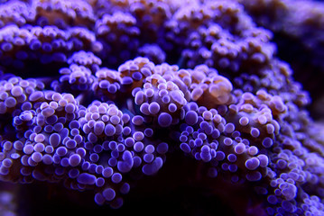 Purple Euphyllia Octospawn LPS coral - Euphyllia Divisa