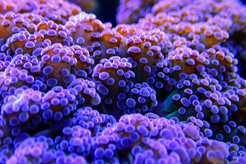 Purple Euphyllia Octospawn LPS coral - Euphyllia Divisa
