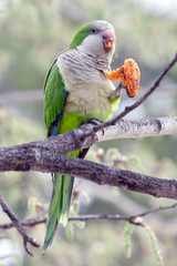 parrot on a branch