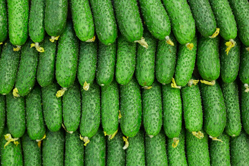 Above view background of fresh green cucumbers arranged in rows in farmers market, copy space