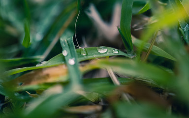 Water drops on grass blade