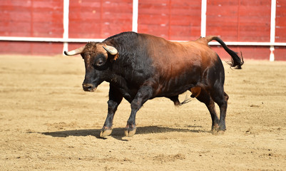 poderoso toro español en una plaza de toros