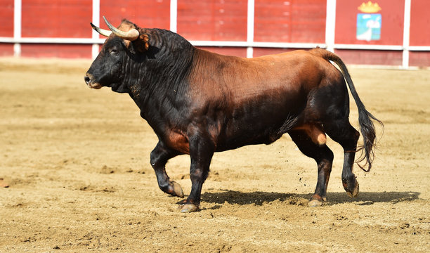 poderoso toro español en una plaza de toros