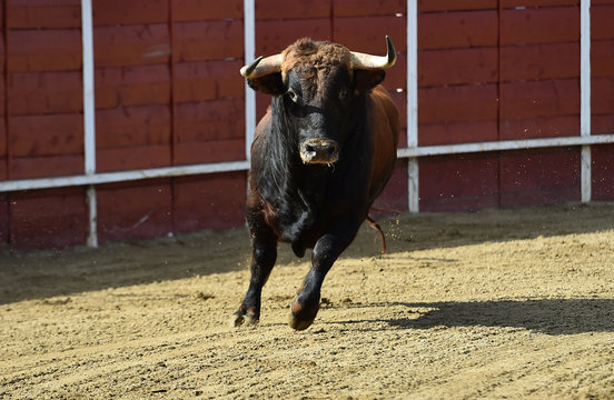 poderoso toro espa&ntilde;ol en una plaza de toros