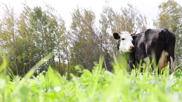 A spotted black and white cow grazes in a pasture.