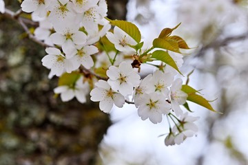 やわらかい若葉と咲く山桜