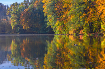 Obraz premium Autumn morning at lake Thal near Graz, Styria region, Austria