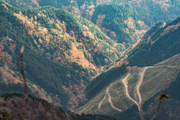 UFOラインの紅葉