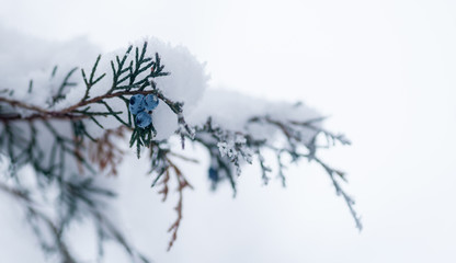 Juniper Berries on Winter Branch with Snow