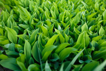 Fototapeta premium dense leaves of a green plant in the garden