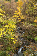 のんびり旅　愛媛の紅葉